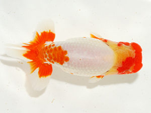 錦友会 川口久男 駿東郡 錦友会 西大関 川口久男 駿東郡