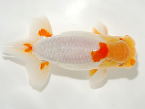 錦友会 立行司 安藤 寛 周智郡 錦友会 立行司 安藤 寛 周智郡