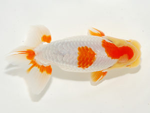 錦友会 取締一 安藤 寛 周智郡 錦友会 取締一 安藤 寛 周智郡