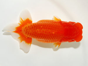 錦友会 取締二 寺越良市 小松市 錦友会 取締二 寺越良市 小松市