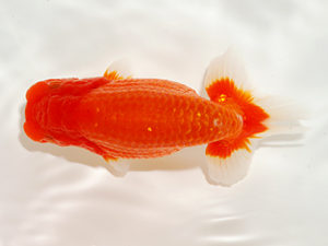 錦友会 西関脇 川口久男 駿東郡 錦友会 西関脇 川口久男 駿東郡