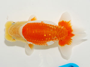 錦友会 東小結 中川元吉 磐田市 錦友会 東小結 中川元吉 磐田市