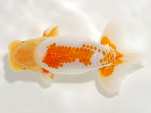 錦友会 西小結 安藤 寛 周智郡 錦友会 西小結 安藤 寛 周智郡