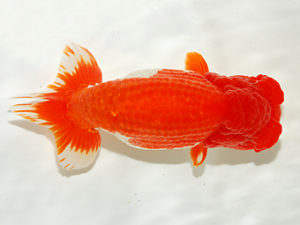 錦友会 東大関 田中康浩 豊橋市 錦友会 田中康浩 豊橋市