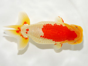 錦友会 西大関 鈴木克己 浜松市 錦友会 西大関 鈴木克己 浜松市