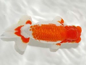 錦友会 取締一 平野睦二 浜松市 錦友会 取締一 平野睦二 浜松市