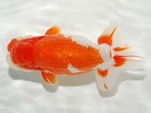 錦友会 取締二 平野睦二 浜松市
錦友会 取締二 平野睦二 浜松市