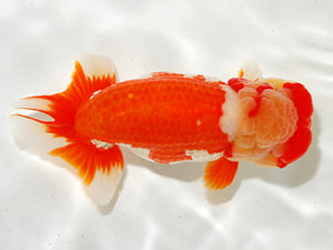 錦友会 東大関 松橋 悟 豊橋市 錦友会 松橋 悟 豊橋市