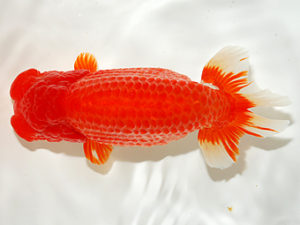 錦友会 西大関 田中康浩 豊橋市 錦友会 西大関 田中康浩 豊橋市