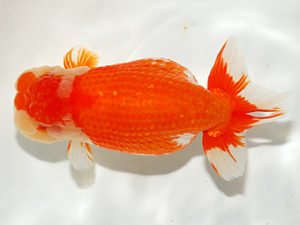 錦友会 立行司 松田力三 浜松市 錦友会 立行司 松田力三 浜松市