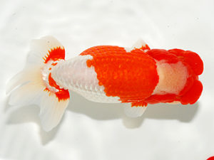 錦友会 取締一 小山徹志 中央市 錦友会 取締一 小山徹志 中央市