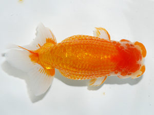 錦友会 取締二 吉田晋伍 焼津市 錦友会 取締二 吉田晋伍 焼津市