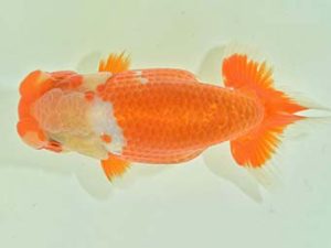 九州・山口 東大関 宮川宗治 宮崎 九州・山口 東大関 宮川宗治 宮崎