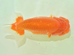 九州・山口 東勧進元 植田 実 宮崎 九州・山口 東勧進元 植田 実 宮崎