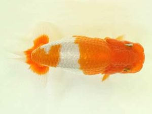 九州・山口 西勧進元 吉田真弓 佐賀 九州・山口 西勧進元 吉田真弓 佐賀