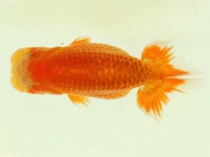 九州・山口 行司一 大森崇生 鳥栖みやき 九州・山口 行司一 大森崇生 鳥栖みやき