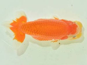 九州・山口 行司三 湯浅正徳 鳥栖みやき 九州・山口 行司三 湯浅正徳 鳥栖みやき