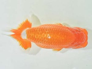 九州・山口 東脇行司 植田 実 宮崎 九州・山口 東脇行司 植田 実 宮崎