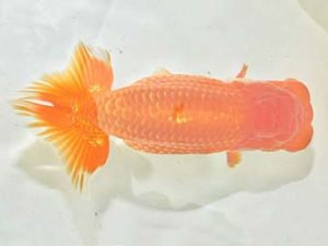 九州・山口 西脇行司 八木廣光 佐賀 九州・山口 西脇行司 八木廣光 佐賀