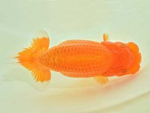 九州・山口 西大関 穴井龍巳 福岡 九州・山口 西大関 穴井龍巳 福岡