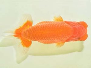 九州・山口 立行司 樋口繁暢 鳥栖みやき 九州・山口 立行司 樋口繁暢 鳥栖みやき