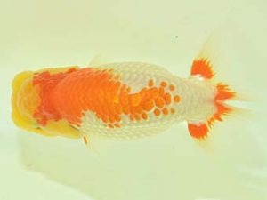 九州・山口 西取締 真島恵介 鳥栖みやき 九州・山口 西取締 真島恵介 鳥栖みやき