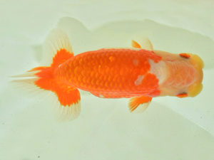 九州・山口 東関脇 先崎 誠 宮崎 九州・山口 東関脇 先崎 誠 宮崎