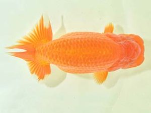 九州・山口 西関脇 三苫健太郎 福岡 九州・山口 西関脇 三苫健太郎 福岡