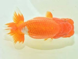 九州・山口 東小結 三苫健太郎 福岡 九州・山口 東小結 三苫健太郎 福岡