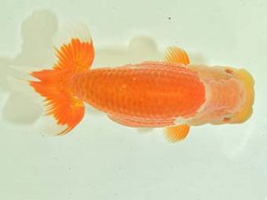 九州・山口 西小結 植田 実 宮崎 九州・山口 西小結 植田 実 宮崎