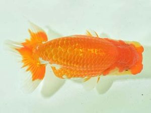 九州・山口 東大関 穴井龍巳 福岡 九州・山口 東大関 穴井龍巳 福岡