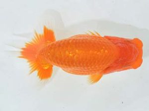 九州・山口 東勧進元 真島恵介 鳥栖みやき 九州・山口 東勧進元 真島恵介 鳥栖みやき