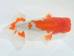 九州・山口 西勧進元 永江剛康 長崎 九州・山口 西勧進元 永江剛康 長崎