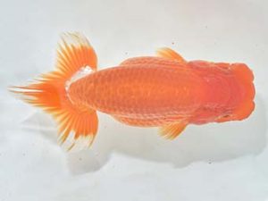 九州・山口 行司一 大森崇生 鳥栖みやき 九州・山口 行司一 大森崇生 鳥栖みやき