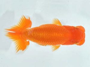 九州・山口 行司三 跡部正和 福岡 九州・山口 行司三 跡部正和 福岡