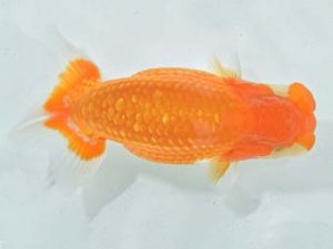 九州・山口 東脇行司 川﨑祥啓 福岡 九州・山口 東脇行司 川﨑祥啓 福岡