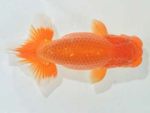 九州・山口 西脇行司 井上松雄 大分 九州・山口 西脇行司 井上松雄 大分