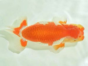 九州・山口 西大関 山本 勉 大分 九州・山口 西大関 山本 勉 大分