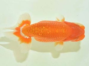 九州・山口 立行司 樋口繁暢 鳥栖みやき 九州・山口 立行司 樋口繁暢 鳥栖みやき