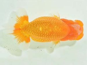 九州・山口 東取締 松尾誠二郎 福岡 九州・山口 東取締 松尾誠二郎 福岡