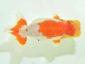 九州・山口 西取締 野田善洋 鳥栖みやき 九州・山口 西取締 野田善洋 鳥栖みやき