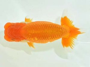 九州・山口 東関脇 山下和代 佐賀 九州・山口 東関脇 山下和代 佐賀