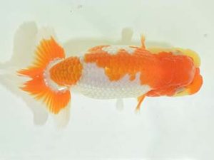 九州・山口 西関脇 豊増和昭 福岡 九州・山口 西関脇 豊増和昭 福岡