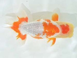 九州・山口 東小結 川﨑祥啓 福岡 九州・山口 東小結 川﨑祥啓 福岡