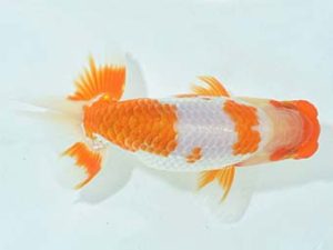 九州・山口 西小結 野田直宏 佐賀 九州・山口 西小結 野田直宏 佐賀