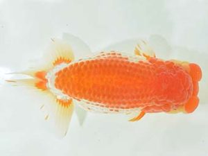 九州・山口 東大関 東 秀明 佐賀 九州・山口 東大関 東 秀明 佐賀