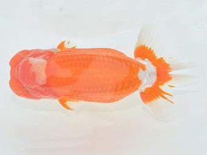 九州・山口 東勧進元 溜渕光男 熊本 九州・山口 東勧進元 溜渕光男 熊本