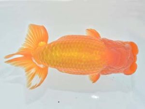 九州・山口 行司一 八木廣光 佐賀 九州・山口 行司一 八木廣光 佐賀