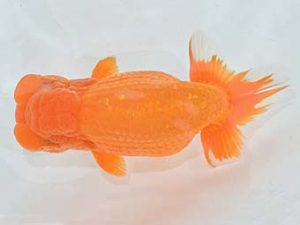 九州・山口 行司二 生田清一 佐賀 九州・山口 行司二 生田清一 佐賀