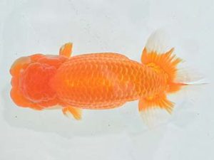 九州・山口 行司三 三苫健太郎 福岡 九州・山口 行司三 三苫健太郎 福岡